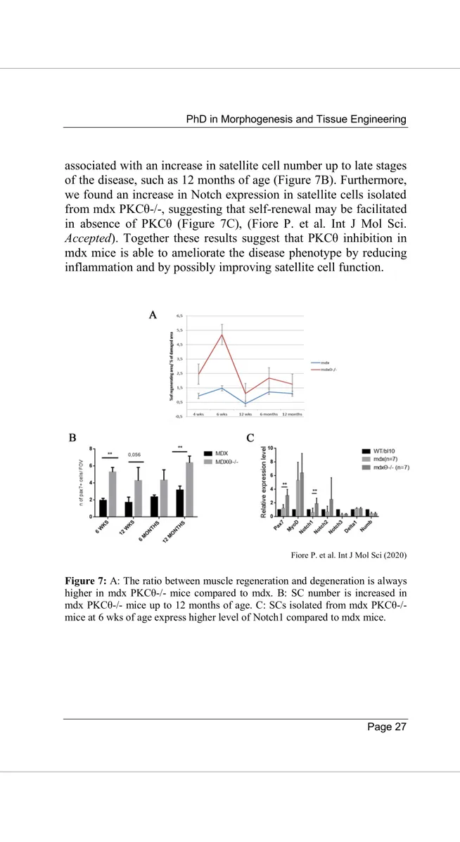 Figure 7: A: The ratio between muscle regeneration and degeneration is always  higher in  mdx  PKCθ-/-  mice  compared  to  mdx