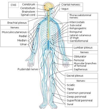 Figure  1.  A  representation  of  the  human  Nervous  System.  In  yellow  the  Central Nervous System (CNS), in blue the Peripheral (PNS) one