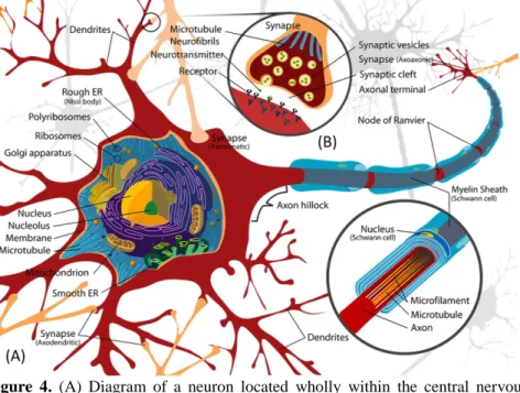 Figure  4.  (A)  Diagram  of  a  neuron  located  wholly  within  the  central  nervous 