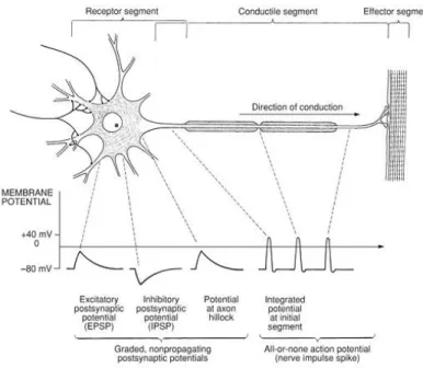 Figure 5. On the surface of the dendrites and cell body are excitatory and inhibitory 