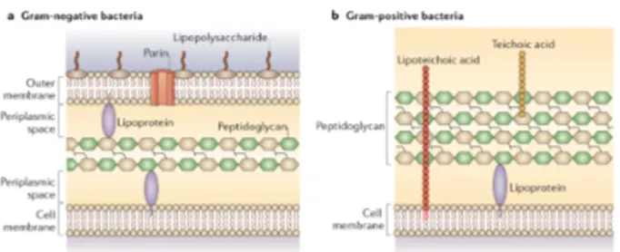 Figure  2  Cell  wall  structure  of  Gram-negative  bacteria 	 (a) 