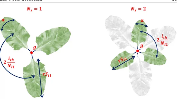 Figure 2.9. (a) Shows an example of a plant composed by a single layer leaves, while (b) represents the case of two layers arranged around the growth-axis g.