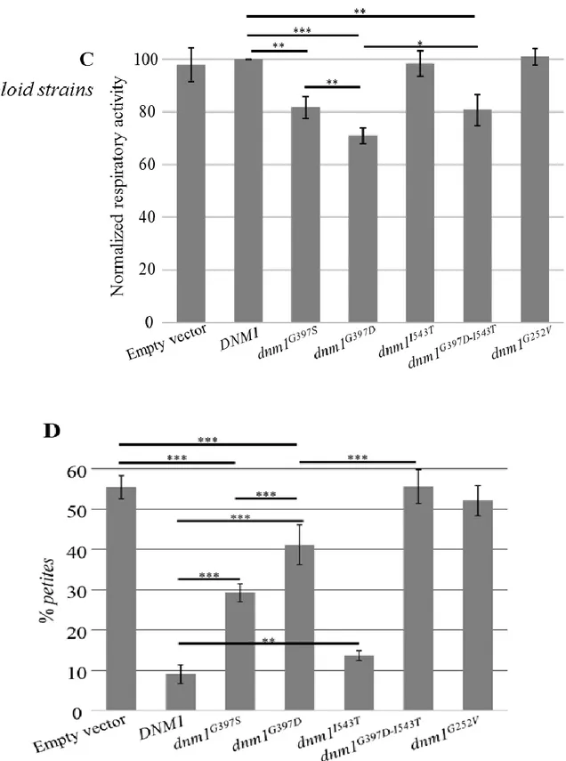 Figure 8: Functional study in yeast. (C) Respiratory activity of DNM1/dnm1 Δ diploid 