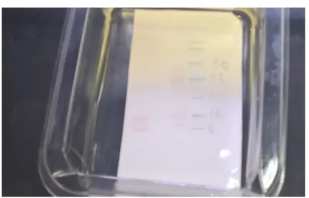 Figura 9. Bande sulla membrana di nitrocellulosa indicanti la presenza nel siero del paziente di IgE  verso singoli allergeni di Anisakis 