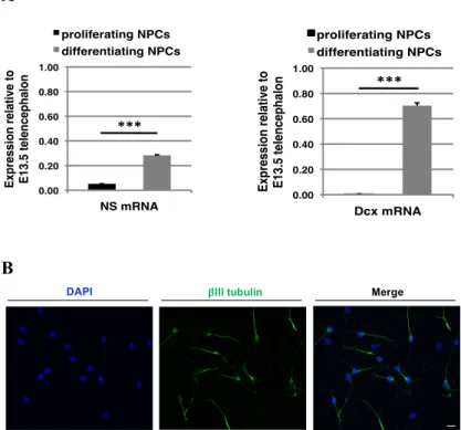 Figure 1. Characterization of NS expression in naïve  cells  and  differentiating  conditions