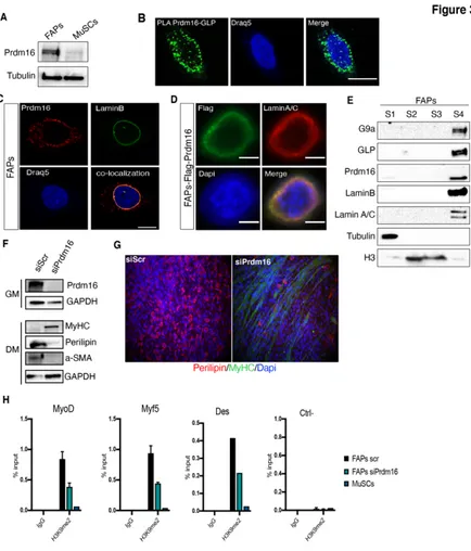 Figure 3: Prdm16 mediates G9a/GLP-dependent H3K9me2 deposition at muscle specific 