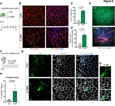 Figure 6: FAPs participate to skeletal myogenesis in vivo upon G9a/GLP inhibition  