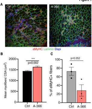 Figure 7: G9a/GLP inhibition accelerates muscle regeneration in vivo 