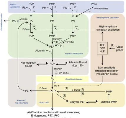 Figure  1.3  Human  PLP  synthesis  and  homeostasis.  AOX/DH,  aldehyde  oxidase  (Mo 