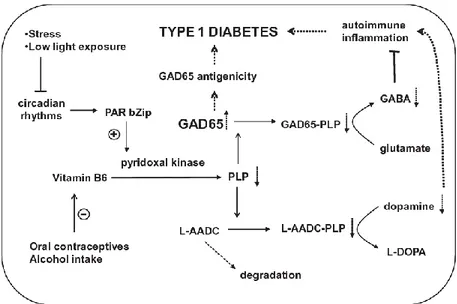 Figure  1.8  Hypotetical  model  for  PLP  deficiency  and  the  onset  of  type  I  diabetes