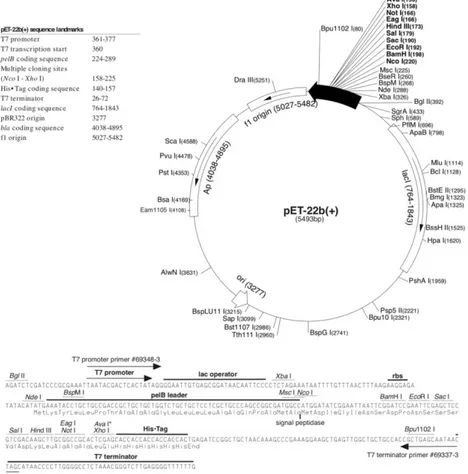 Figure  2.1  Schematic  representation  of  pET  22b(+)  plasmid.  The  Multiple  Cloning  Site, 