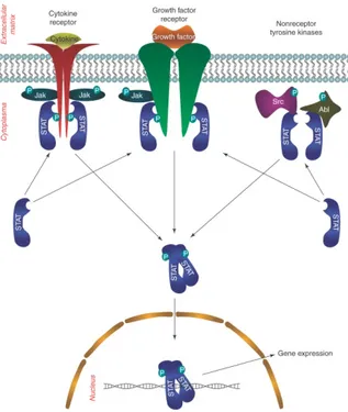 Fig 7: Main pathways responsible of STAT3 activation. 