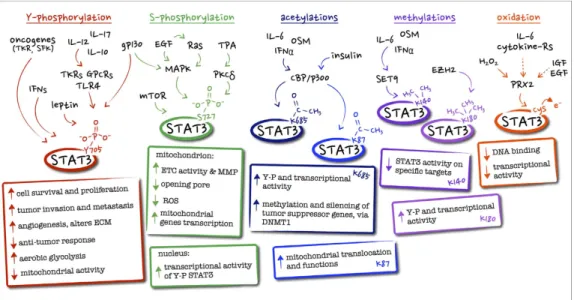 Fig 8: main STAT3 post-translational modifications, together with their known 