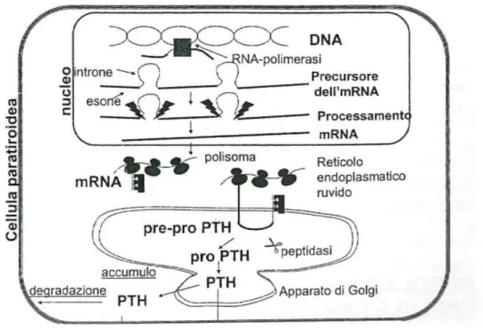 Figura 4  –  Rappresentazione schematica della sintesi e della secrezione del PTH (Marcocci C  et al., 2002) .