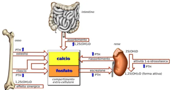 Figura 6  – Controllo ormonale dell’omeostasi del calcio e del fosforo ( Nussey SS e Whitehead  SA, 2001 ).