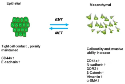Figure 1.1. Epithelial and mesenchymal cells features and associated biomarkers (the
