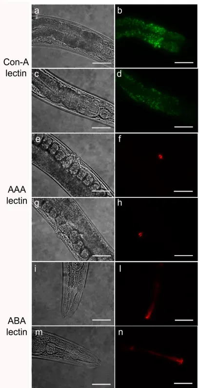 Figure  14.  Lectin  staining  of  N2  e  pmr-1  mutant  worms.  Nematodes  were  stained  with  FITC  conjugated  Con-A  (a,  b,  c  and  d), Texas  red  conjugated AAA  (e,  f,  g  and  h)  or ABA  (i,  l,  m  and  n)  lectins after RNAi