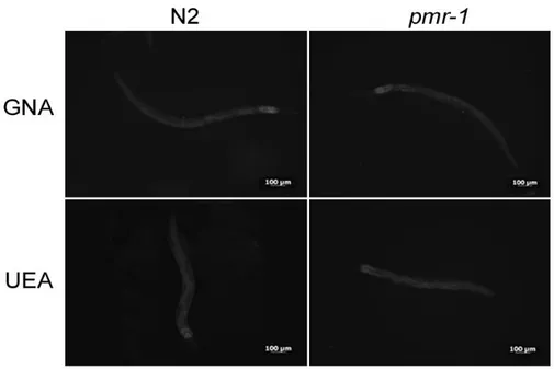 Figure 16. RT-qPCR analysis of glycosylation genes. Expression of (a) gly-11, (b) gmd-2, (c) let-653  and  (d)  osm-8  genes  in  N2  worms  and  pmr-1  mutants