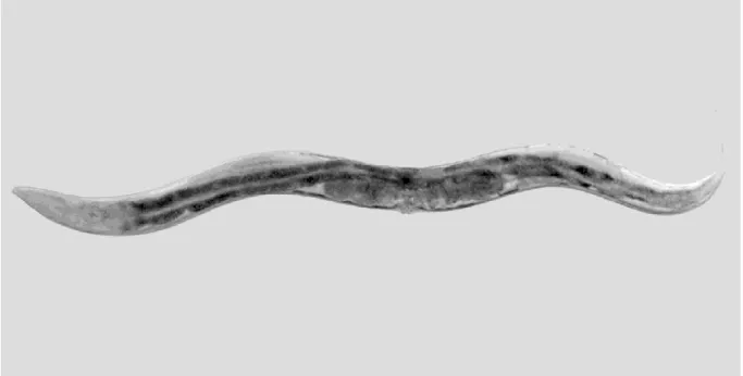 Figure 1. Caenorhabditis elegans animal model (Roselli et al., 2019).