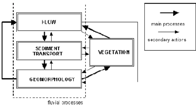 Figure 2. The influence of vegetation on fluvial processes (Baptist, 2005). 