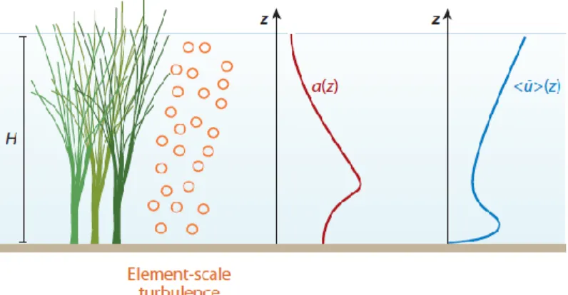 Figure 3. Emergent canopy of marsh grass, with vertical (z) profiles of leaf area index, a, 