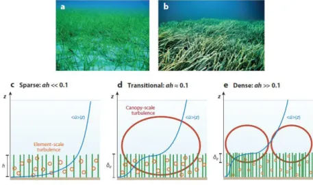 Figure 4. (a) The seagrass Cymodocea nodosa at low stem density. (b) The seagrass 