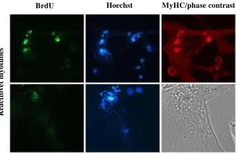 Figure 3.3 | Immunofluorescence. Mitotic catastrophes of reactivated myotubes by siRNA against  p21 and p27 proteins