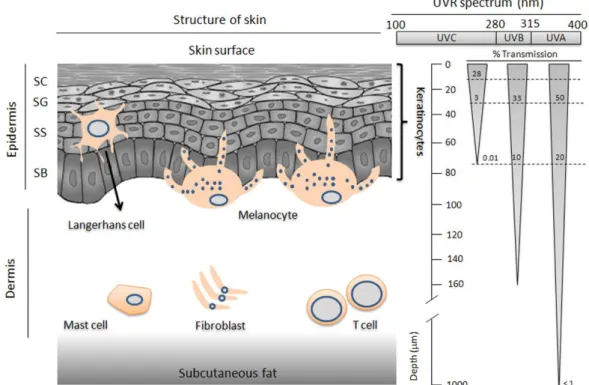 Figure 2.14. Representation of skin structure and depth of UV penetration at different  radiation wavelengths [200]