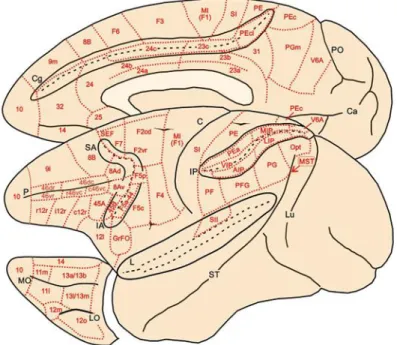 Fig. 2. Brain figurine showing the location of the cortical areas on the mesial, lateral, and orbitofrontal 