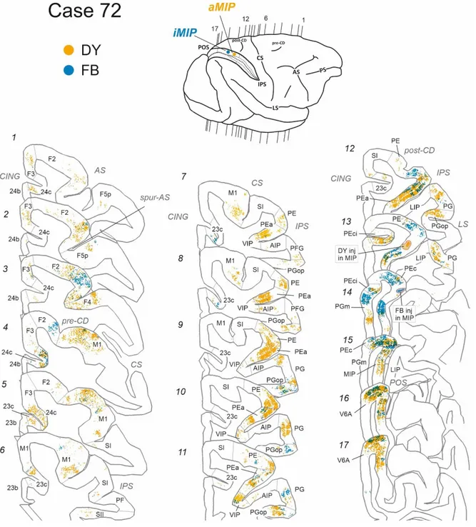 Fig. 3. Ipsilateral cortical projections to anterior and intermediate parts of area MIP