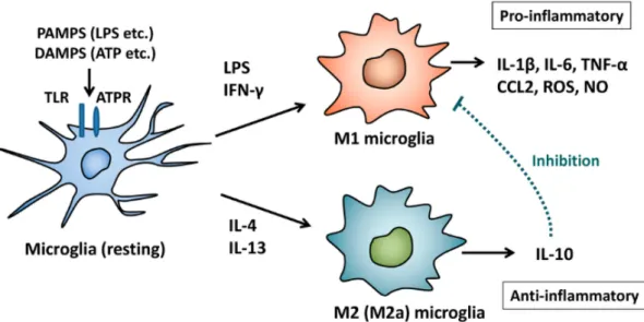Figura 1. Attivazione delle cellule microgliali   (modificata da Nakagawa e Chiba, 2014) 
