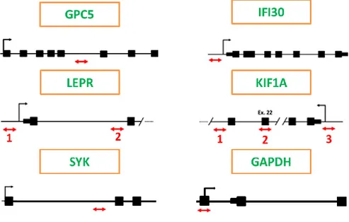 Figure 9. Positions assayed for their methylation content on  MS-related  genes.  DNA  immunoprecipitations  investigated 