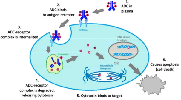Figure 2. Mechanism of action of an ADC. Step 1: ADC is prepared and released into blood stream