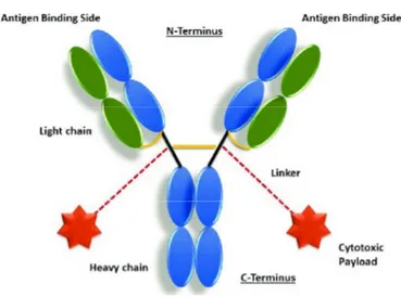 Figure 1. Schematic representation of an ADC structure. The antibody is comprised of heavy (blue) and light (green)  chains,  and  contains  antigen-binding  sites  at  the  N-terminus  engineered  to  recognize  antigens  associated  with  a  tumor  cell
