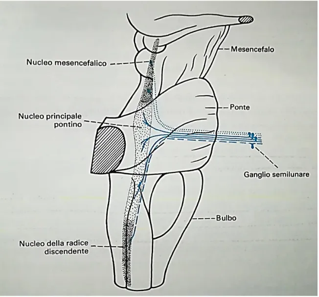 Fig. 7.  Schematizzazione dei nuclei e delle fibre del Nervo trigemino 