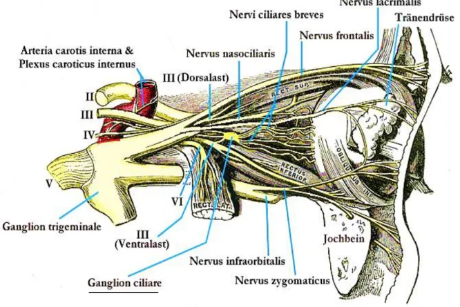 Fig. 12  :      Dal  ganglio  ciliare  originano  i  nervi  ciliari  brevi  che  si  portano  al  bulbo  oculare  e  attraversando  la  sclera  penetrano  nell’interno  del  bulbo