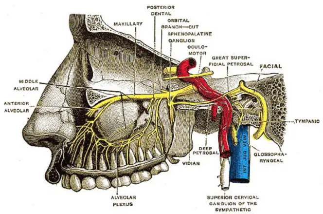 Fig. 13 Riproduzione anatomica con evidenza del Ganglio Sfenopalatino 