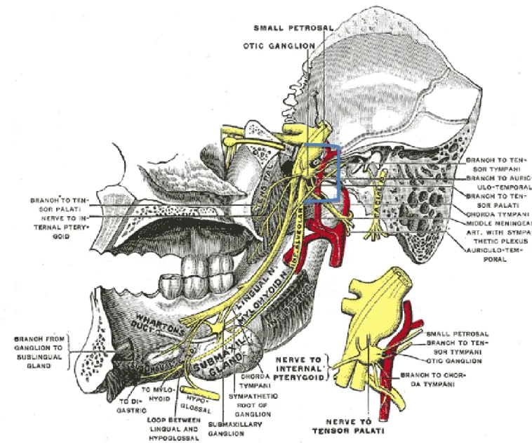 Fig. 15  Riproduzione anatomica con evidenza del Ganglio Otico 