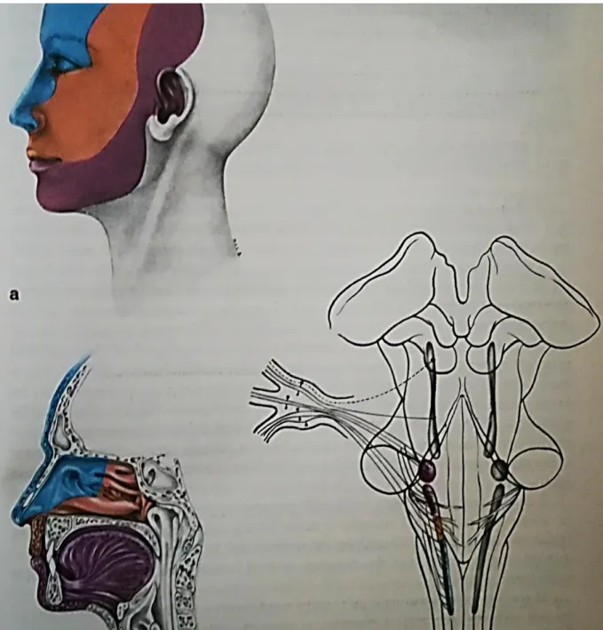 Fig. 17 - Territorio di distribuzione delle tre branche del nervo Trigemino 