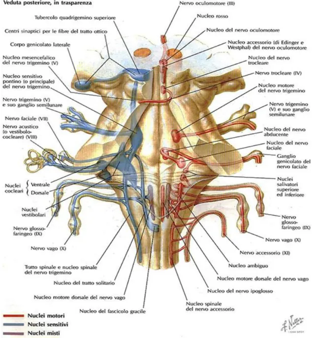 Fig 2   Veduta in trasparenza del Mesencefalo , Ponte e Midollo allungato . Il nucleo  sensitivo si estende dal Mesencefalo al midollo allungato 