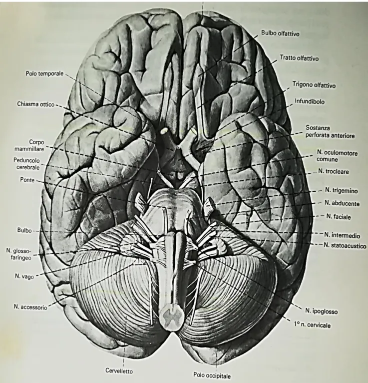 Fig. 3   Configurazione esterna dell’encefalo nella sua superficie ventrale 