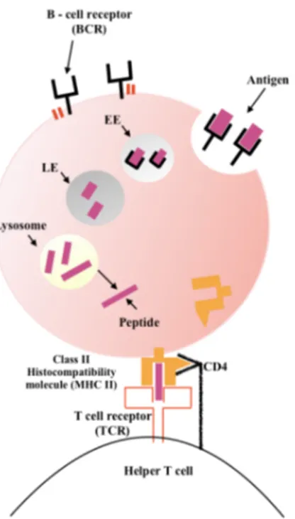 Figure 4:	BCR-antigen steps for presenting the antigen to helper T 