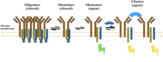 Figure 5: (from Yang, 2010b). Schematic drawing of the dissociation activation model (DAM)