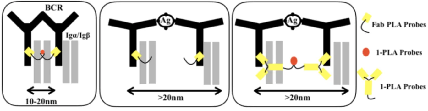 Figure  6:  (from  Kläsener  2014)  Schematic  drawing  showing  the  spatial  organization  of  the  BCR  as  monitored  by  Fab-