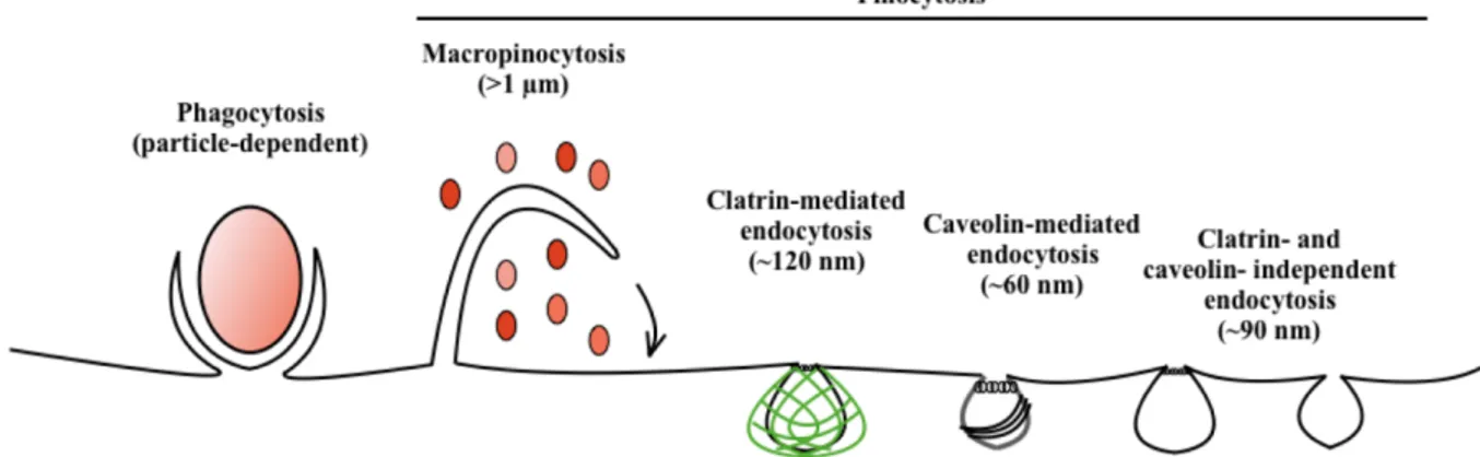 Figure 1: 	Modality of entrance into the cell. The endocytic pathways differ with regard to the size of the endocytic 