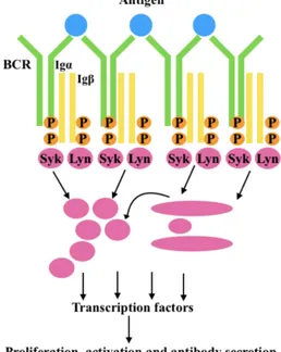 Figure 2: B-cell receptor response to antigen stimulation. This process involves the phosphorylation of two tyrosine 