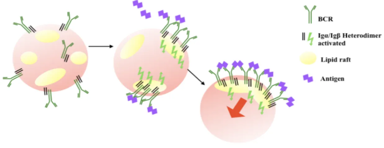 Figure 3: Schematic representation of the role of lipid raft in BCR-clusterization. After antigen binding, the 