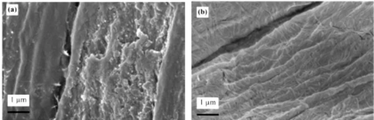 Figure  I.  17  SEM  images  showing  (a)  neat  hemp  fibre  and  (b)  hemp  fibre  coated  with  bacterial  cellulose 