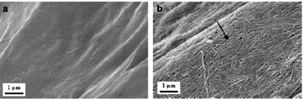 Figure I. 18 SEM images showing (a) neat sisal fibre and (b) sisal fibre coated with bacterial cellulose [Pommet 