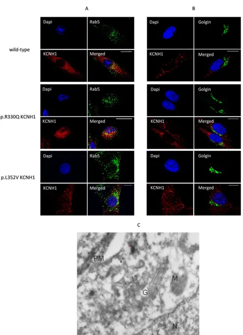 Figure  12.    Co-localization  of  KCNH1  with  endosome  and  Golgi  markers  in  wild-type  and  patient’s  fibroblasts